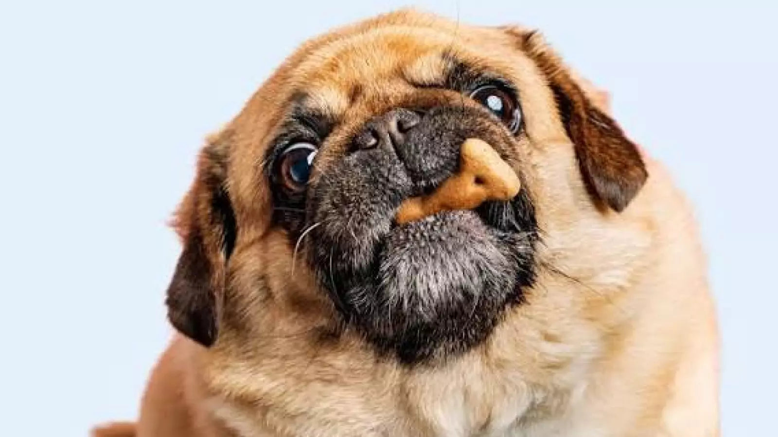 ¿Cómo saber si tu perro tiene sobrepeso?