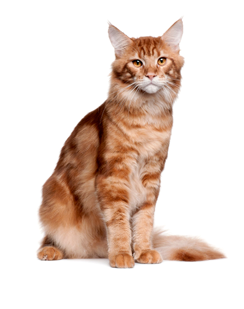 nostro-gato-adulto-02
