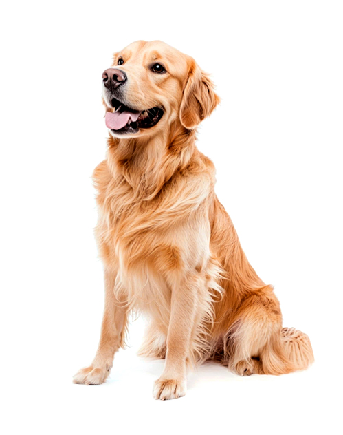 nostro-perro-adulto-todas-las-razas-02
